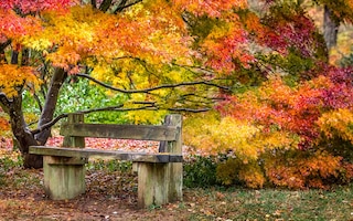 autumn colours