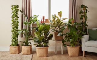 best house plants
